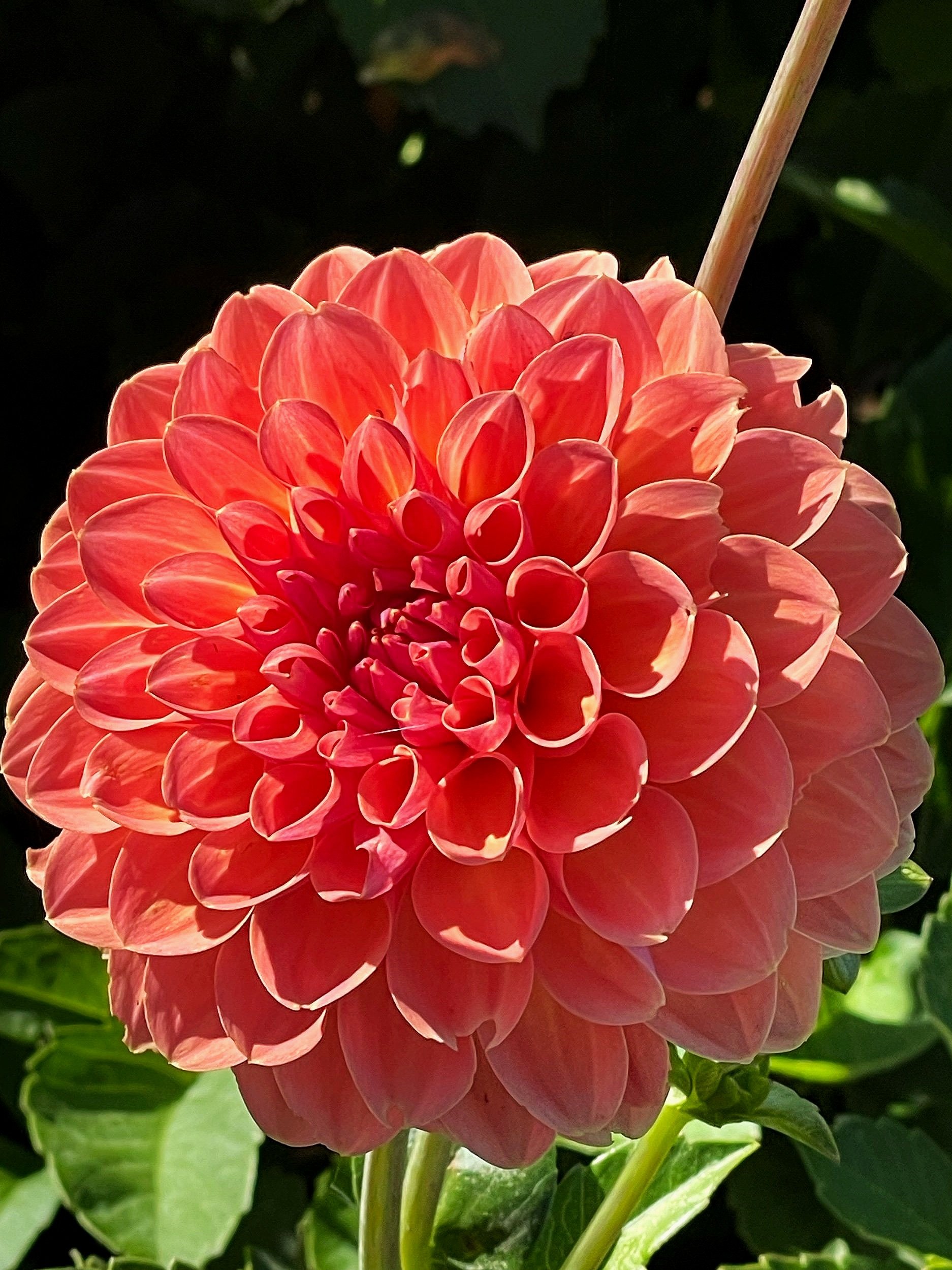 68A7CAC8-E2CF-4153-96B8-1C717B3AA1B3.jpg