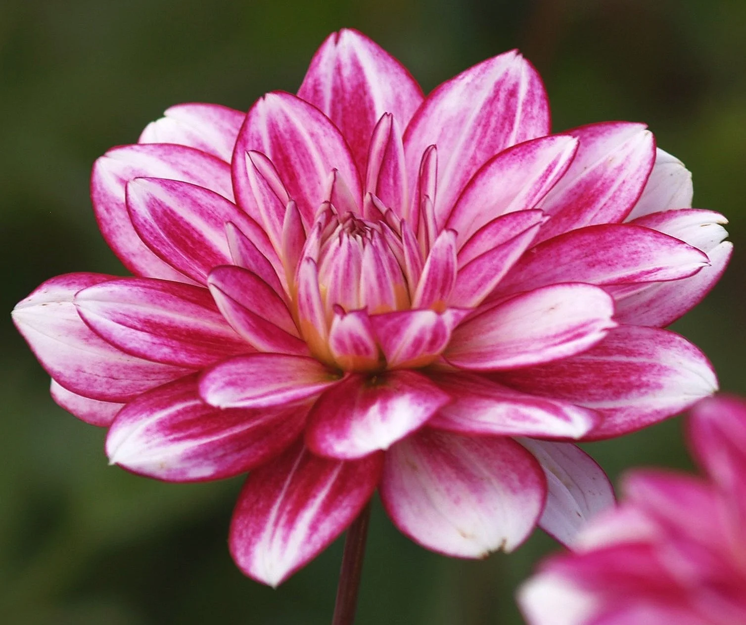 Dahlia 'Hemisphere'