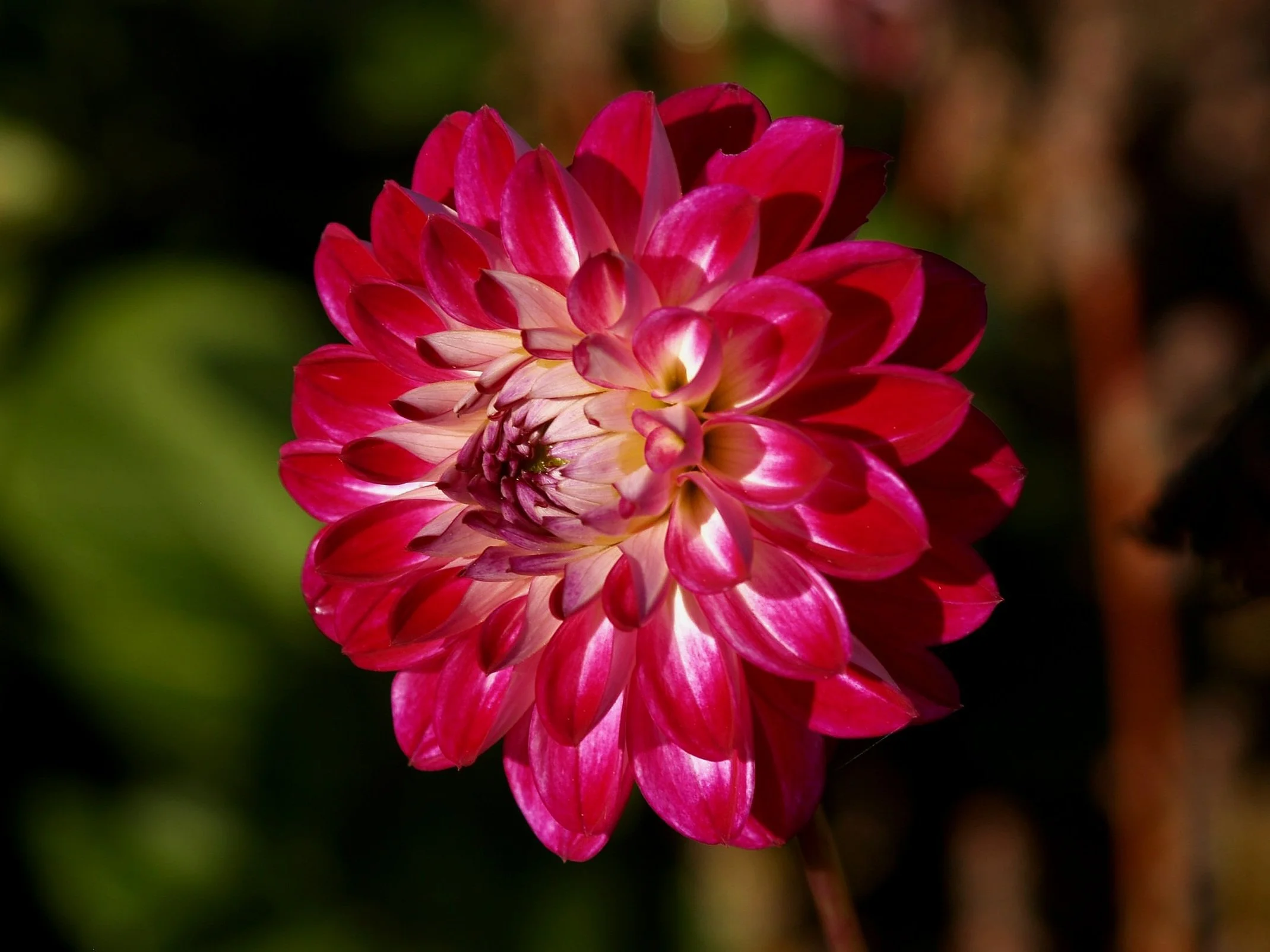 Dahlia+Embassy+PA239659+AY.jpg