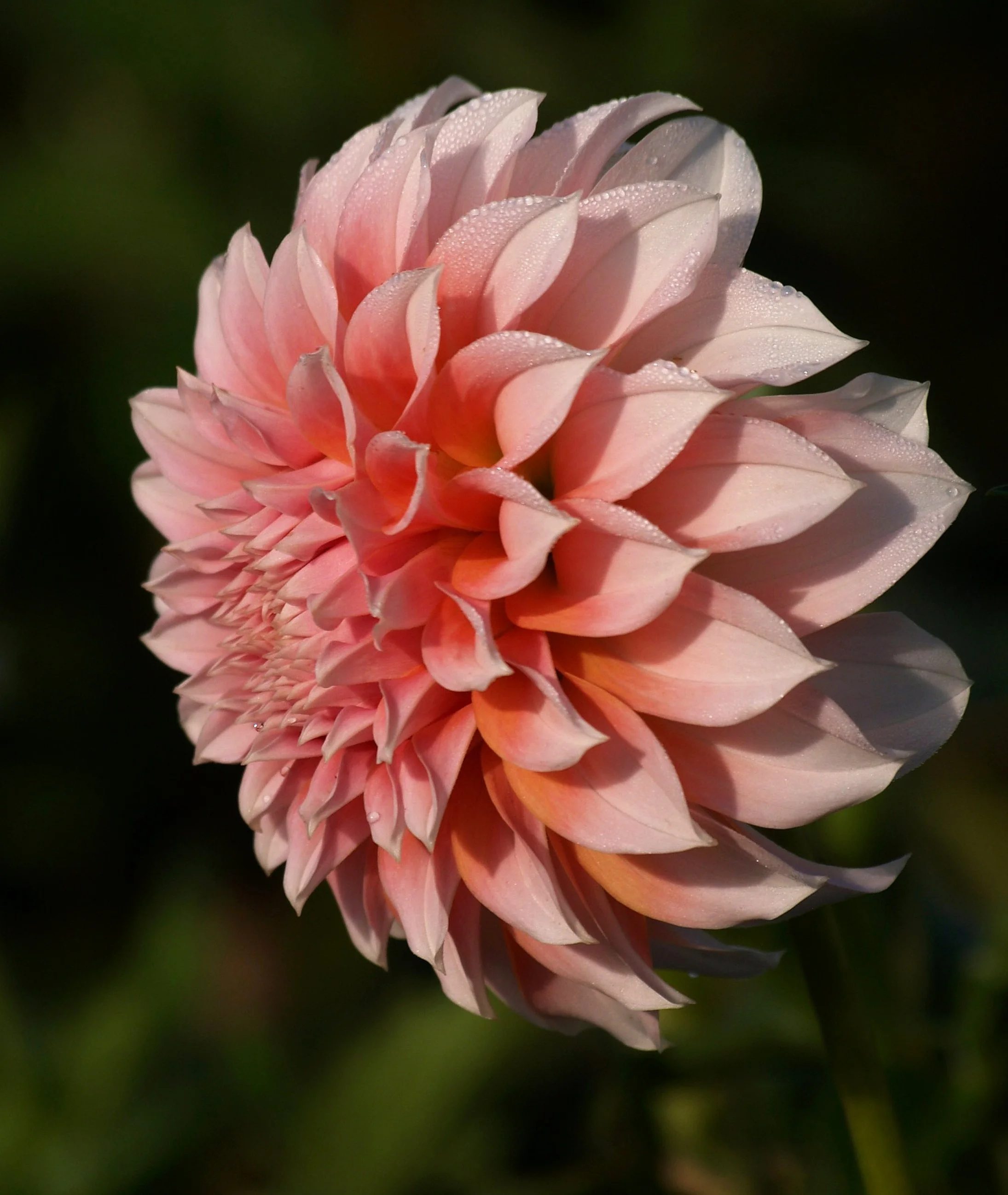 Dahlia+Peaches+P9049142+AY.jpg