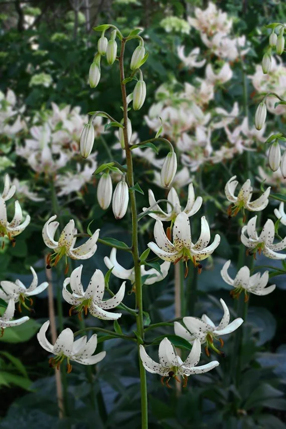 Martagon 'Albi Morning'