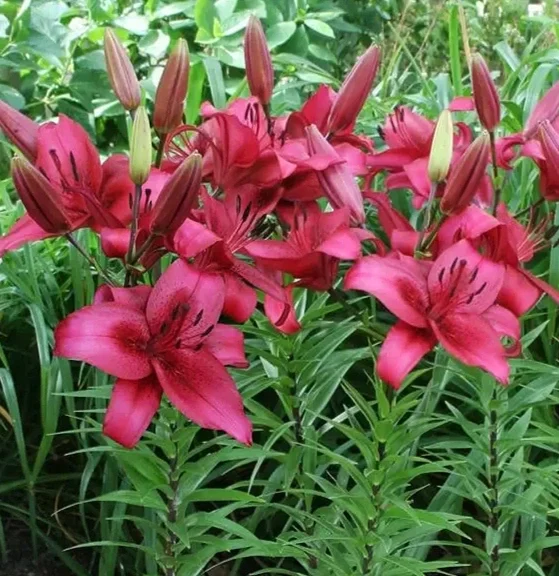 lilium_november_rain_1_dd80403c6b.webp