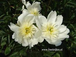 Peony 'Lemon Queen'