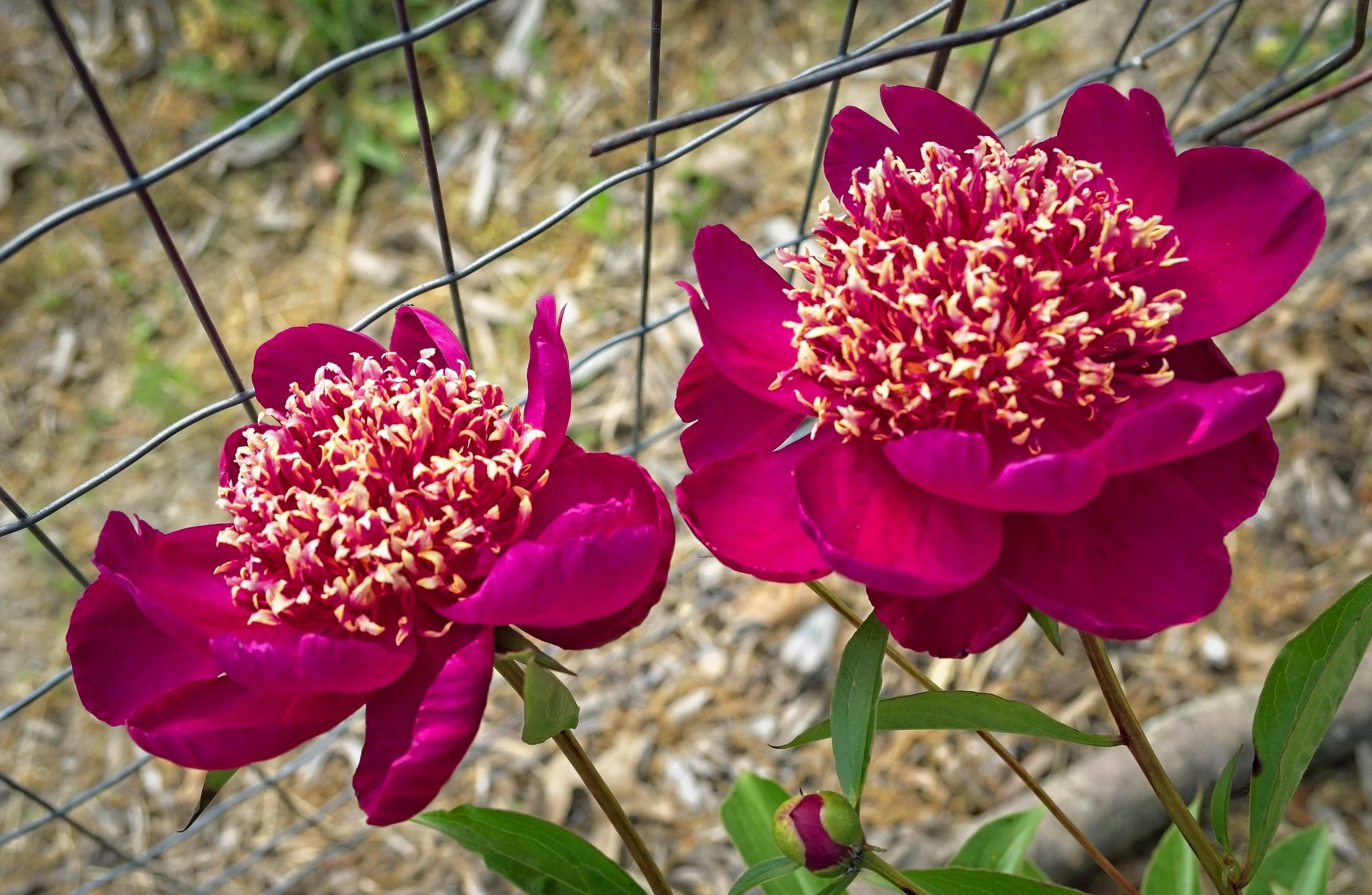 Peony 'Ada Niva'