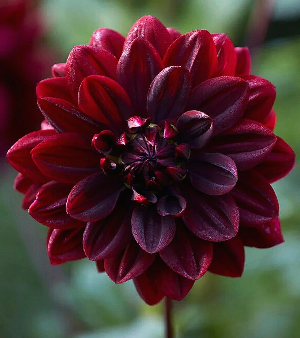 Dahlia+Sam+Hopkins+4+cropped.jpg