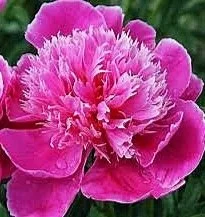 Peony 'Geraldine'