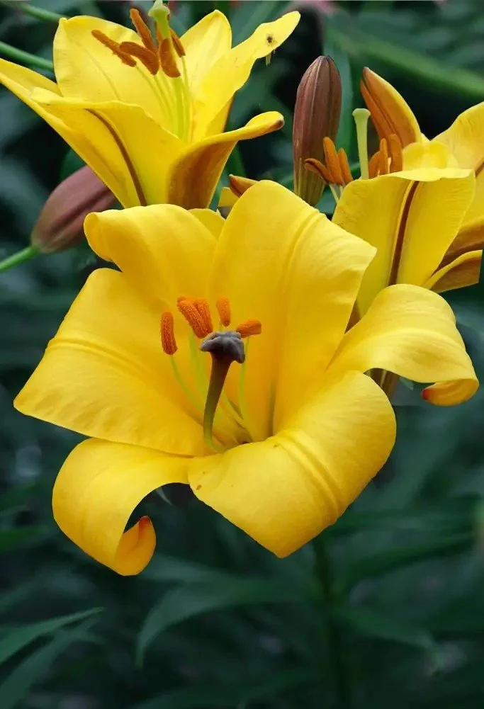 lilium_yellow_planet_jpg.jpg