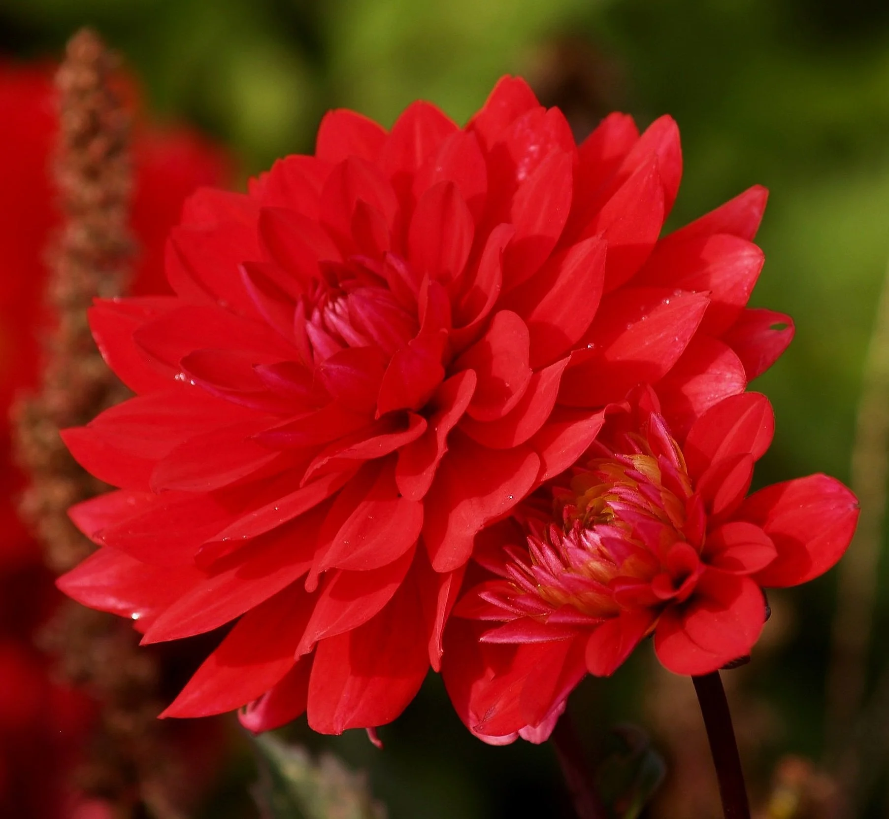Dahlia%2BKarma%2BAmora%2BScarlet%2BPA239608%2BAY.jpg