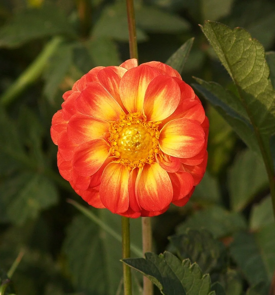 Dahlia+New+Baby+P8098544+AY.jpg