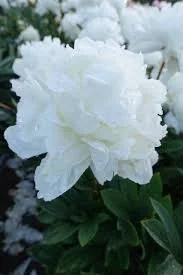 Peony 'Avalanche'