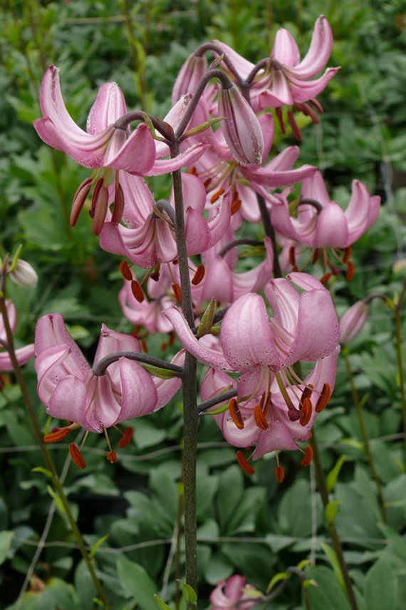 Martagon 'Candy Morning'