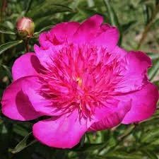 Peony 'Easy Lavender'
