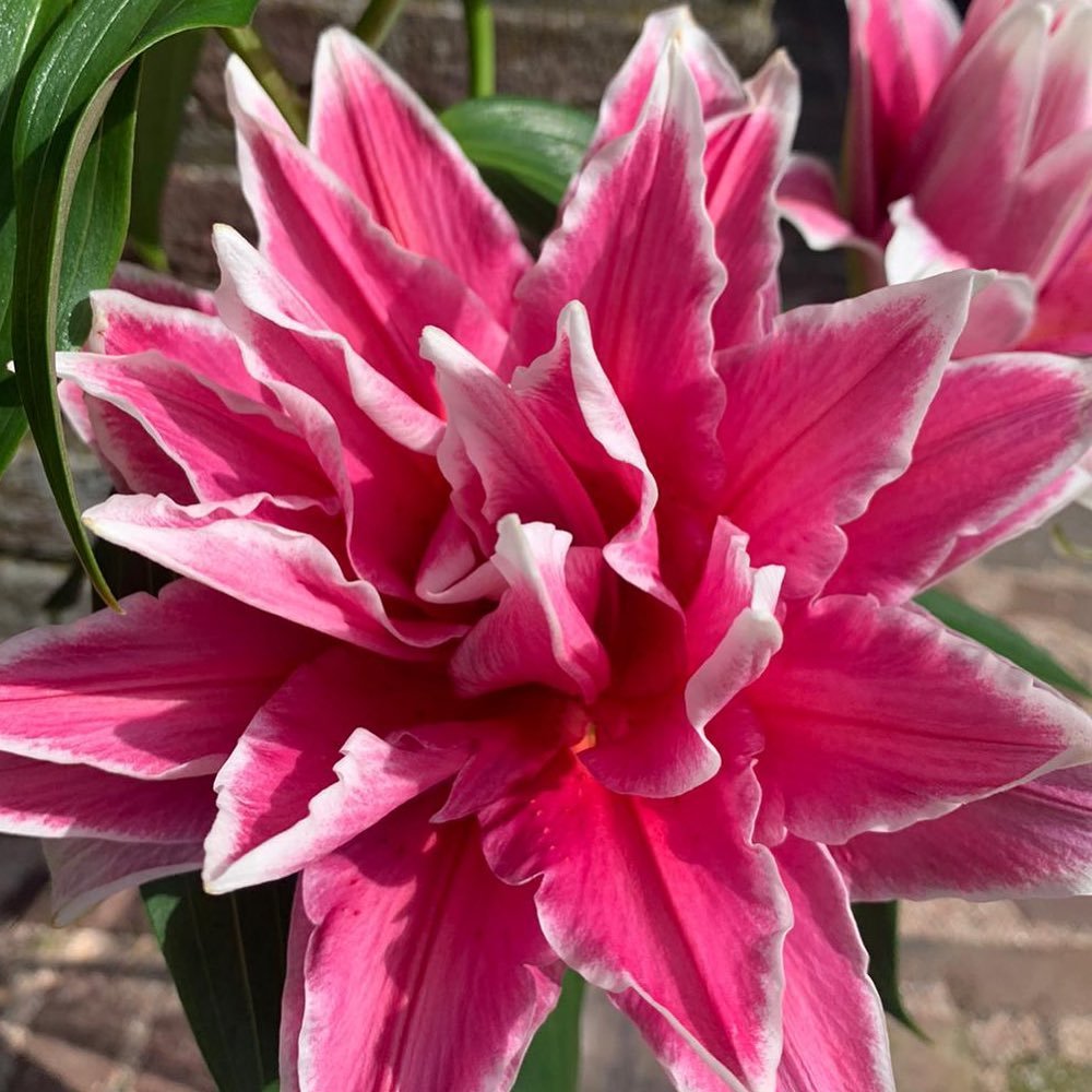 NEW!  'Double Fantasy'