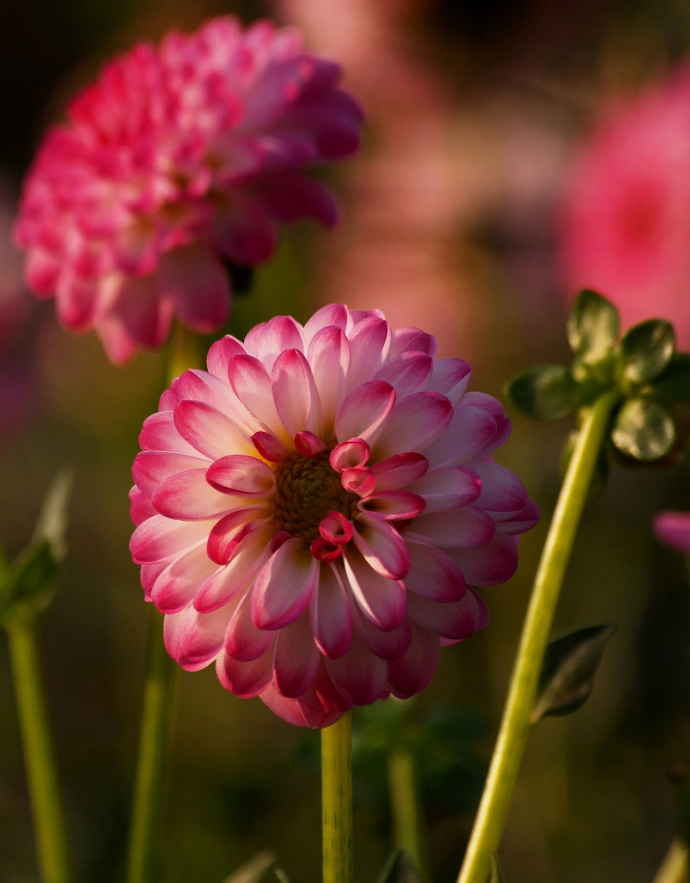 Dahlia+Pink+Isa+P9059286+AY.jpg