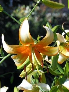 New! ‘Arty Apricot’ (Sherwin)