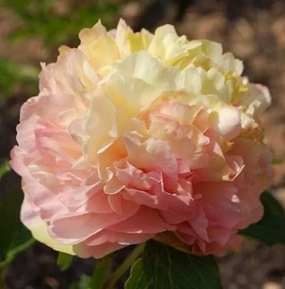 Peony 'Lois' Choice'