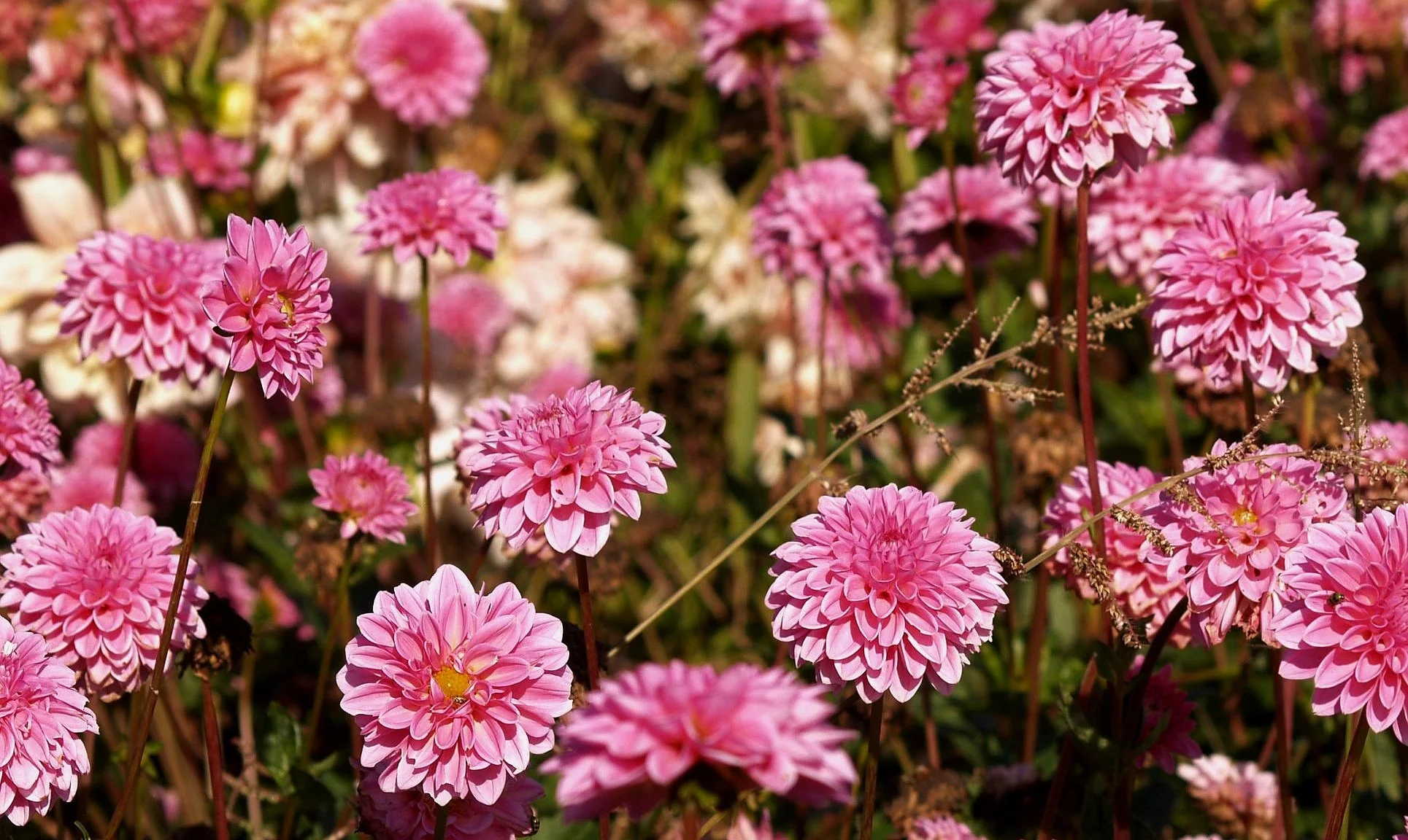 Dahlia+Pink+Sylvia+PA239642+AY.jpg
