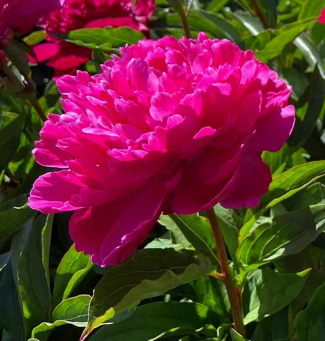 Peony 'Inspecteur Lavergne'