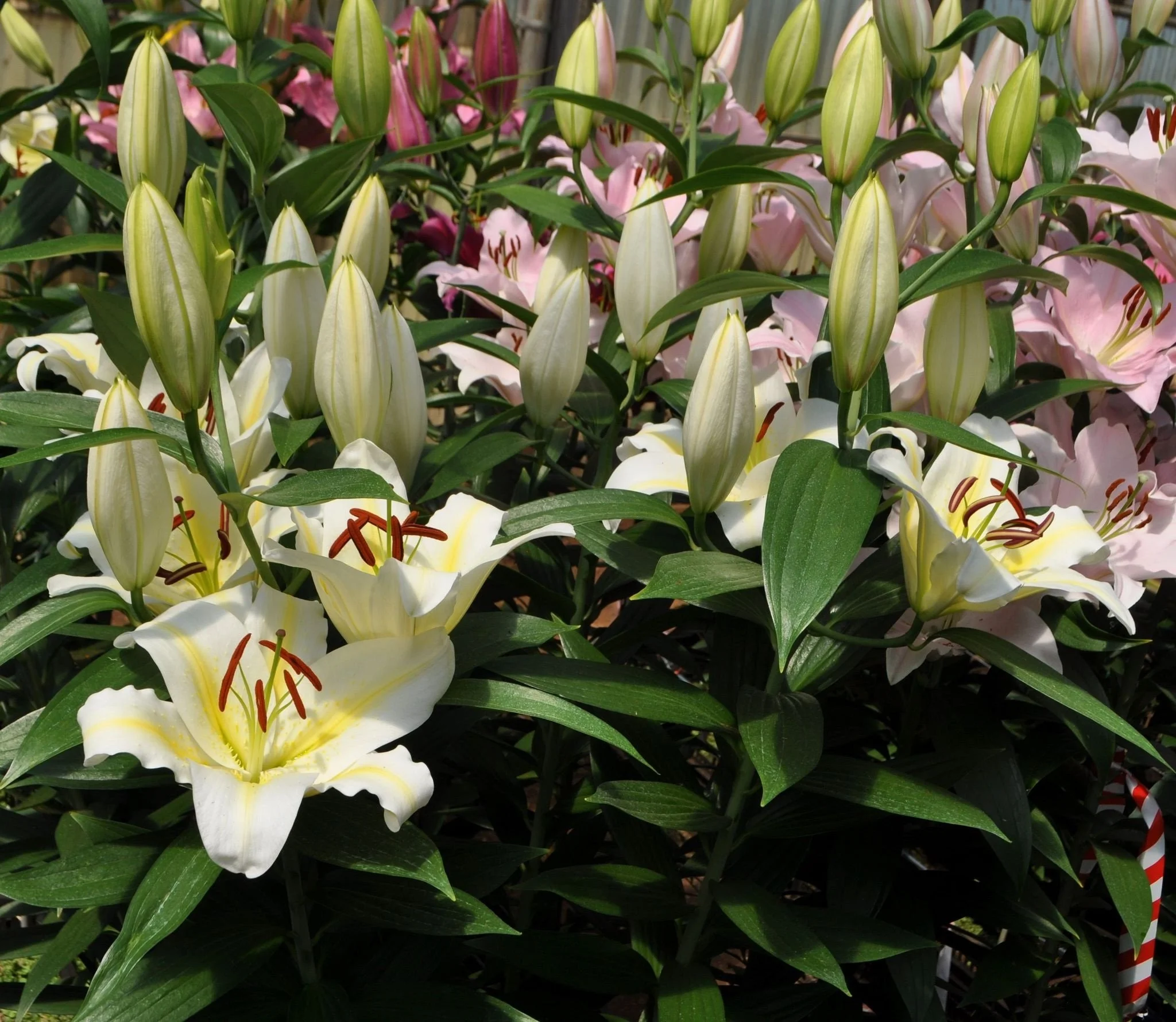 Moon over Alaska.jpg