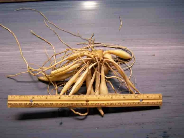 duet 6 oz.jpg