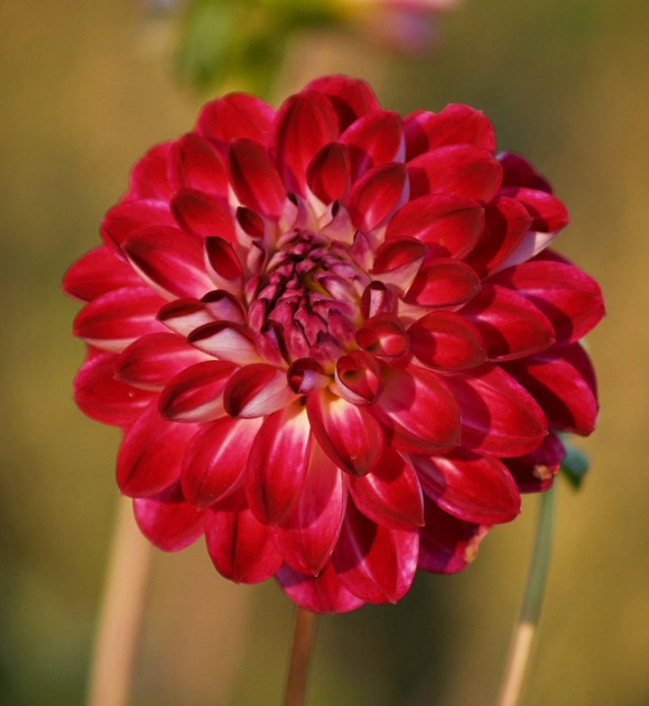 Dahlia 'Embassy'
