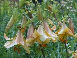 New! 'Belle Epoch’ (Sherwin)