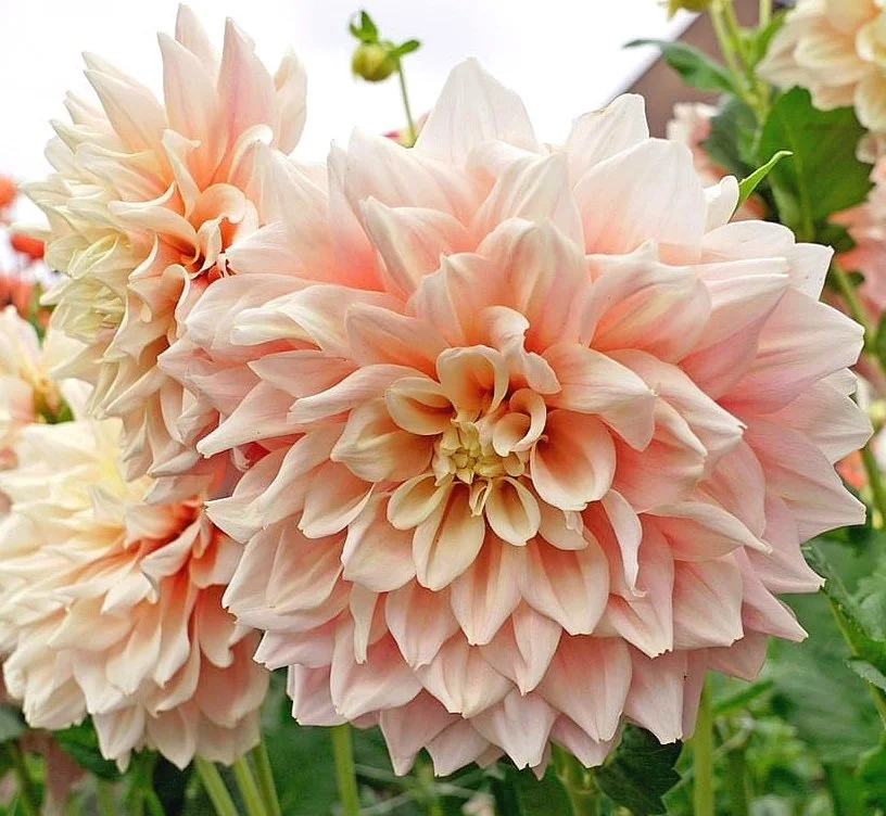 Dahlia 'Break out'