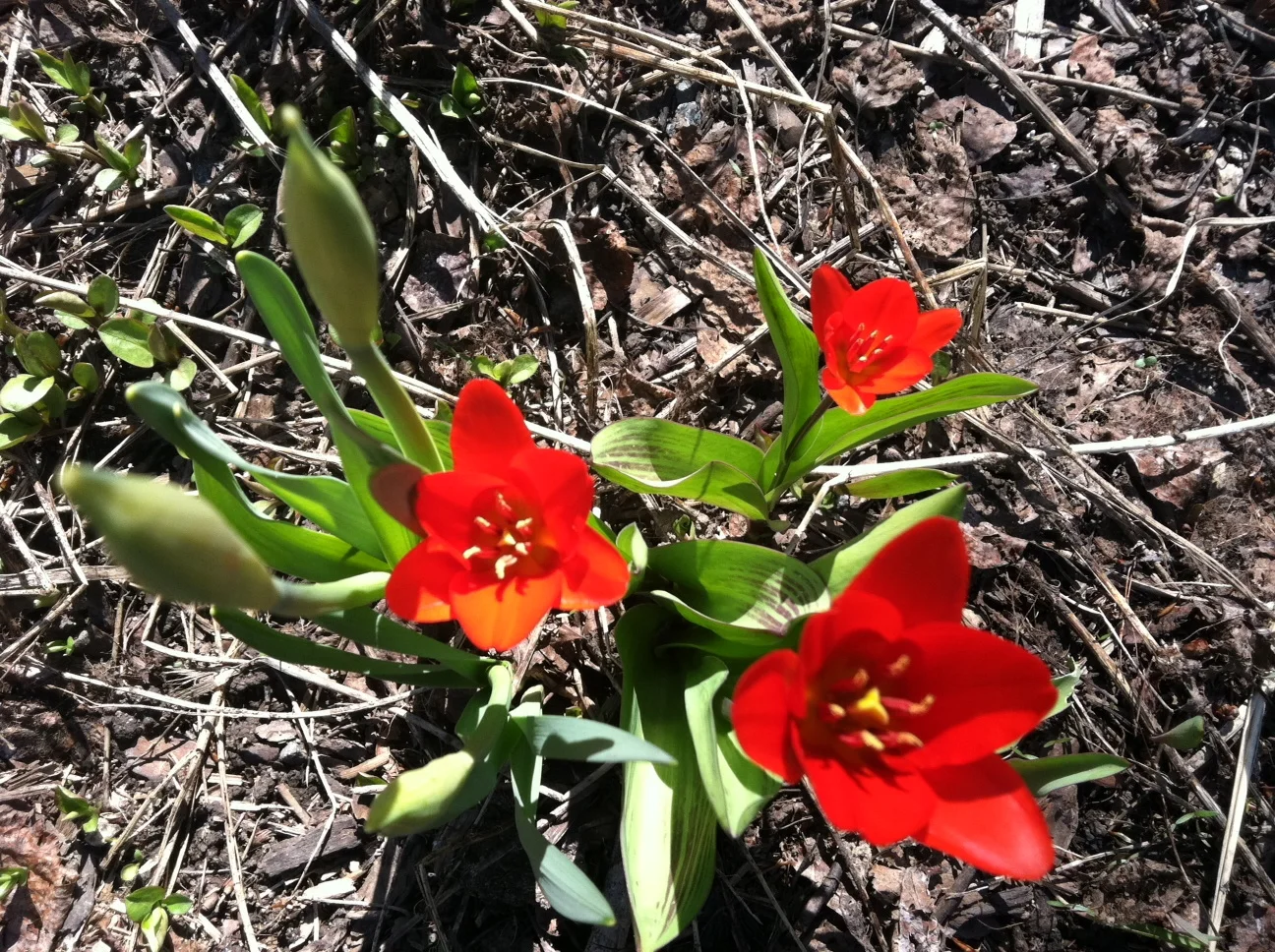 redflowers.jpg
