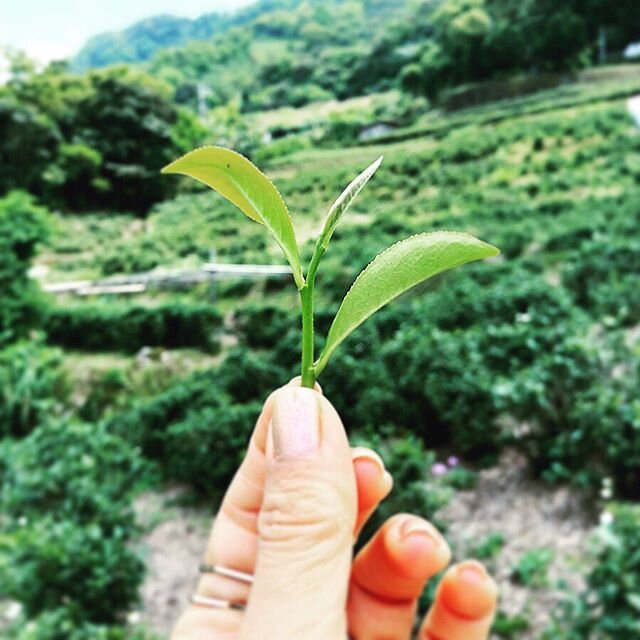 Earth Day 🌎 is a special day that also marks Jadetiger&rsquo;s Tea&rsquo;niversary 🎉 proudly bringing organically grown leaves from farm to your cup for 3-years and growing 🌱 thank you for all your orders big and small 💚 we can now say that even 