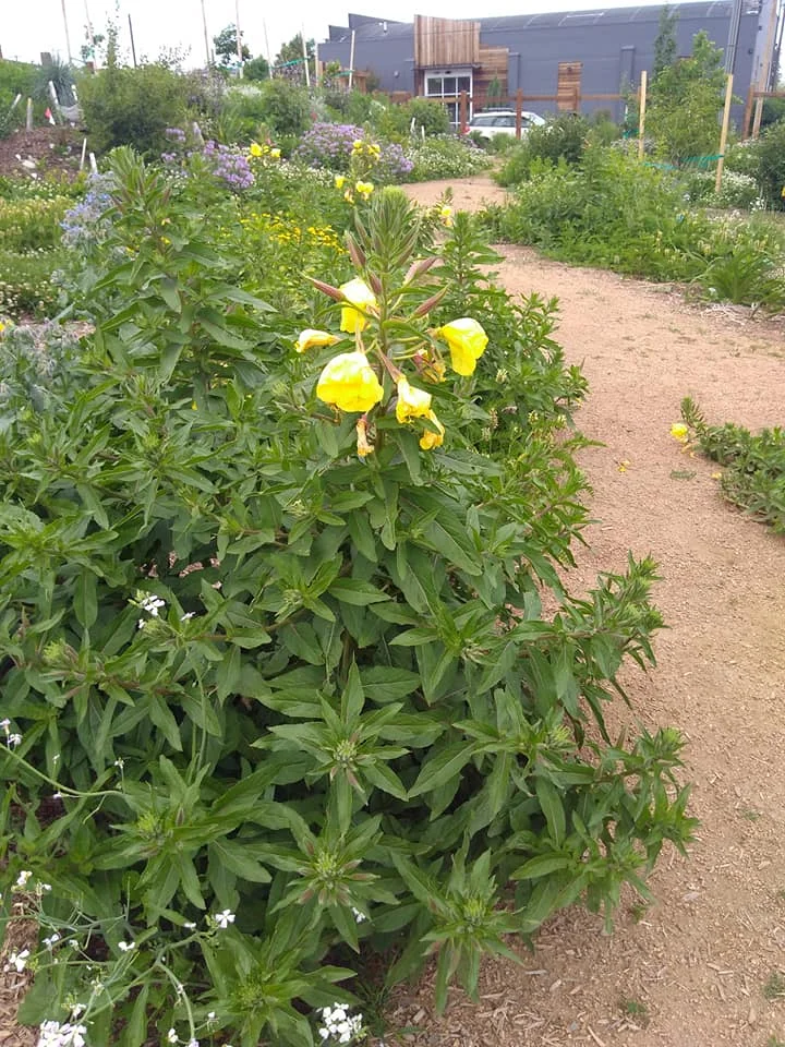 Evening primrose.