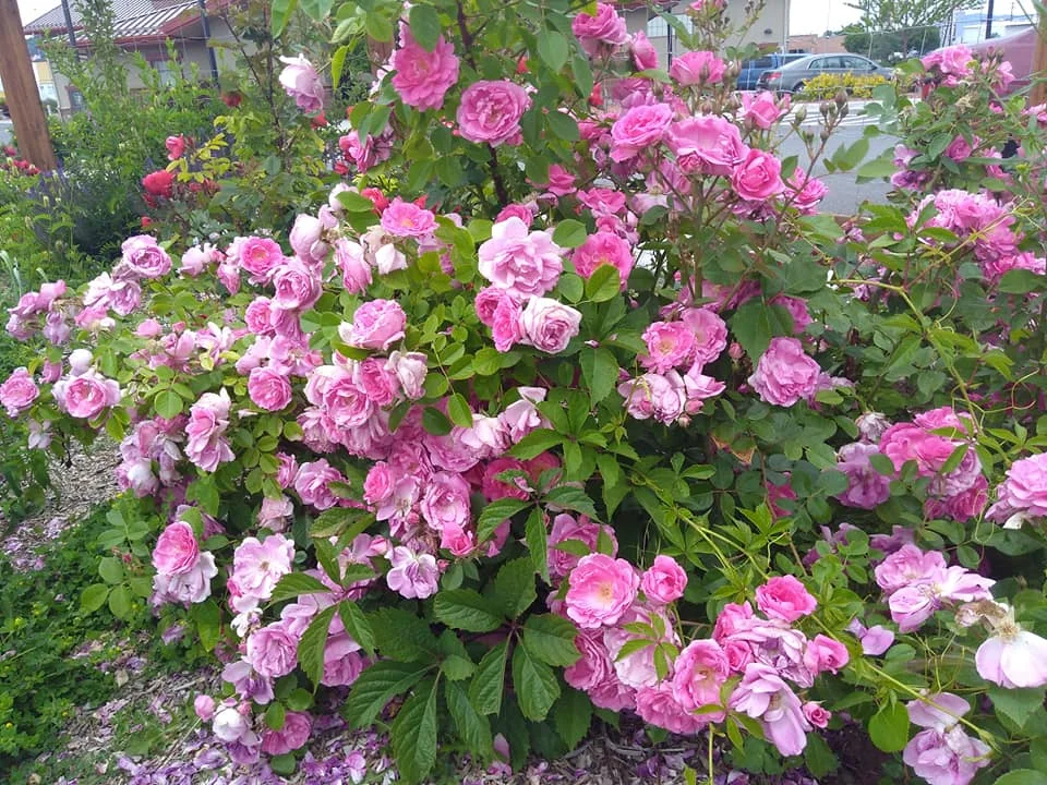 morden rose.jpg