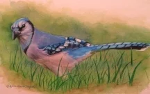 ALICE OLSON SEUFERT: Original W/C & Colored Pencil “Elusive Blue” Please inquire for a PRICE on this painting via our Contact Page or 215 547-6547