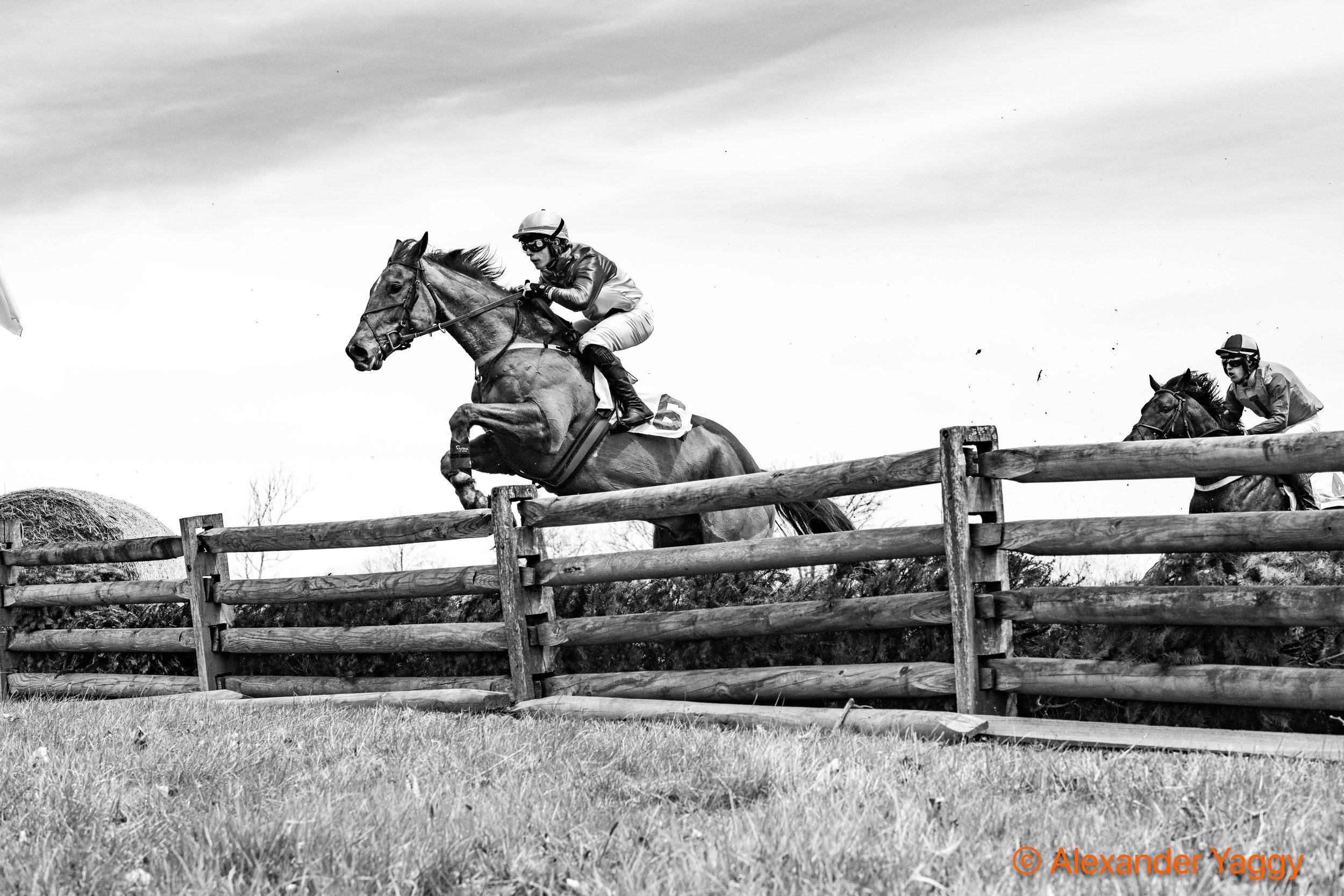 #6 The Ballybreen Fox; Teddy Davies