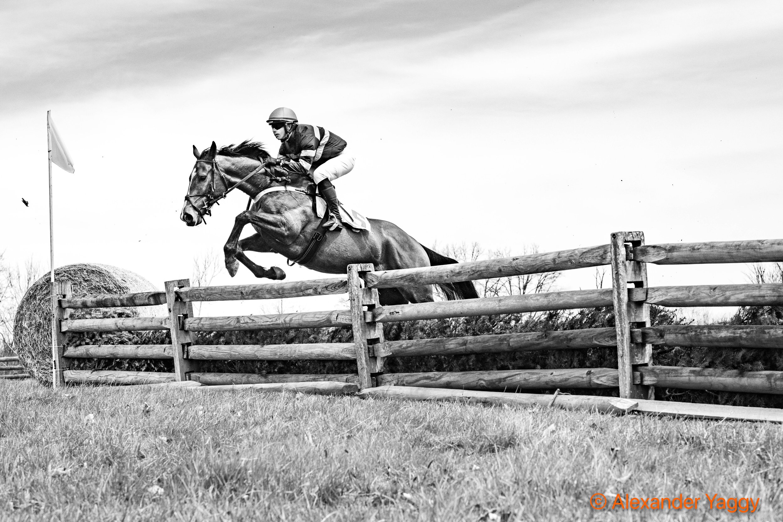 #5 Lotus, ridden by Whitney Schweizer