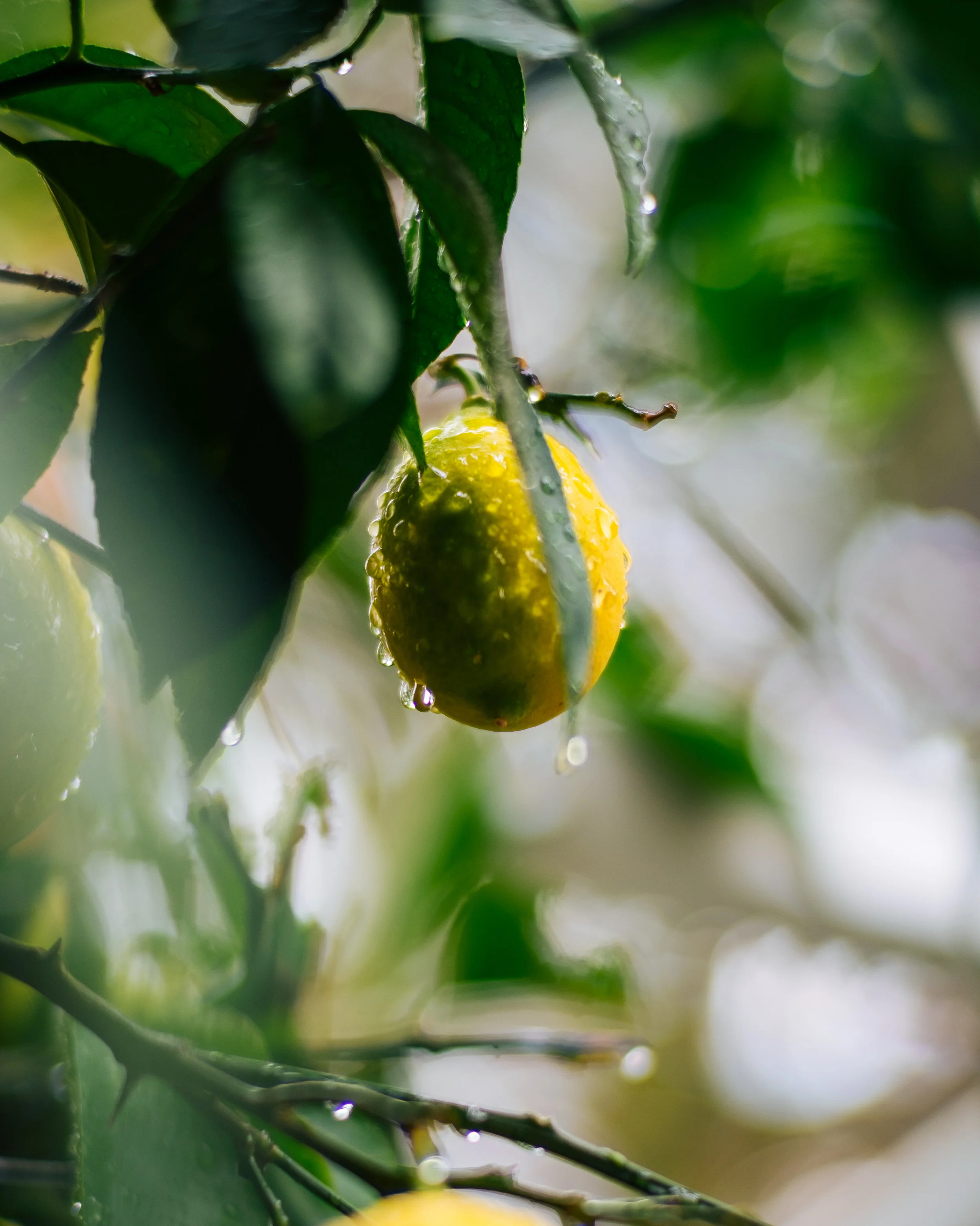 Sacramento food photography
