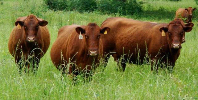 GRASSFED ALLIANCE PIC.jpg