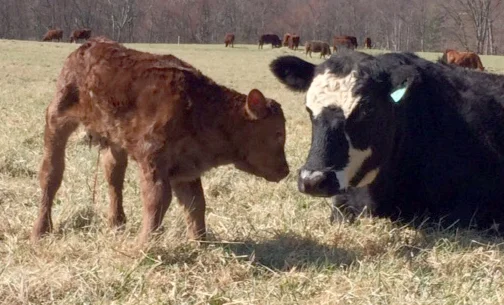 calf, 1 day, spr past, MR copy.jpg