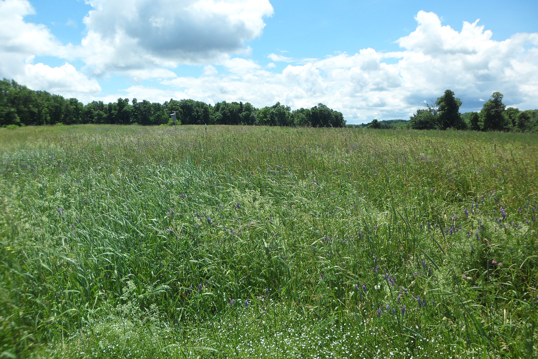 Pasture Grazing Big Picture Beef