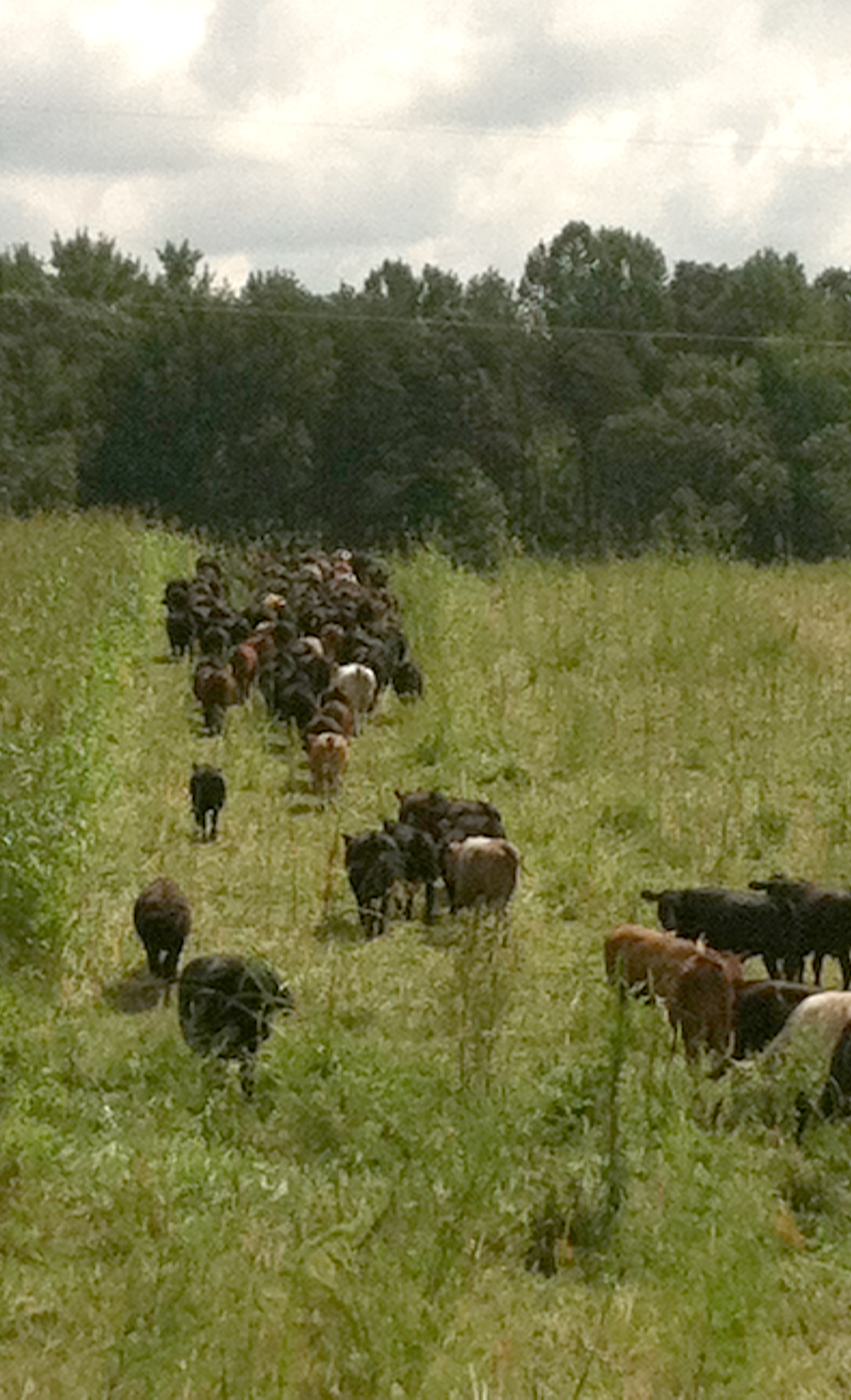 Herd moving to a new paddock.