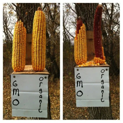 This experiment gave the squirrels a vote. Two ears of corn were set out to see which a wild animal would prefer: a genetically modified ear raised with glyphosate, or an organic. The one without glyphosate was the winner. But humans are not as free to choose, since genetically modified corn is grown with glyphosate – and feedlot beef are fattened on GMO corn.