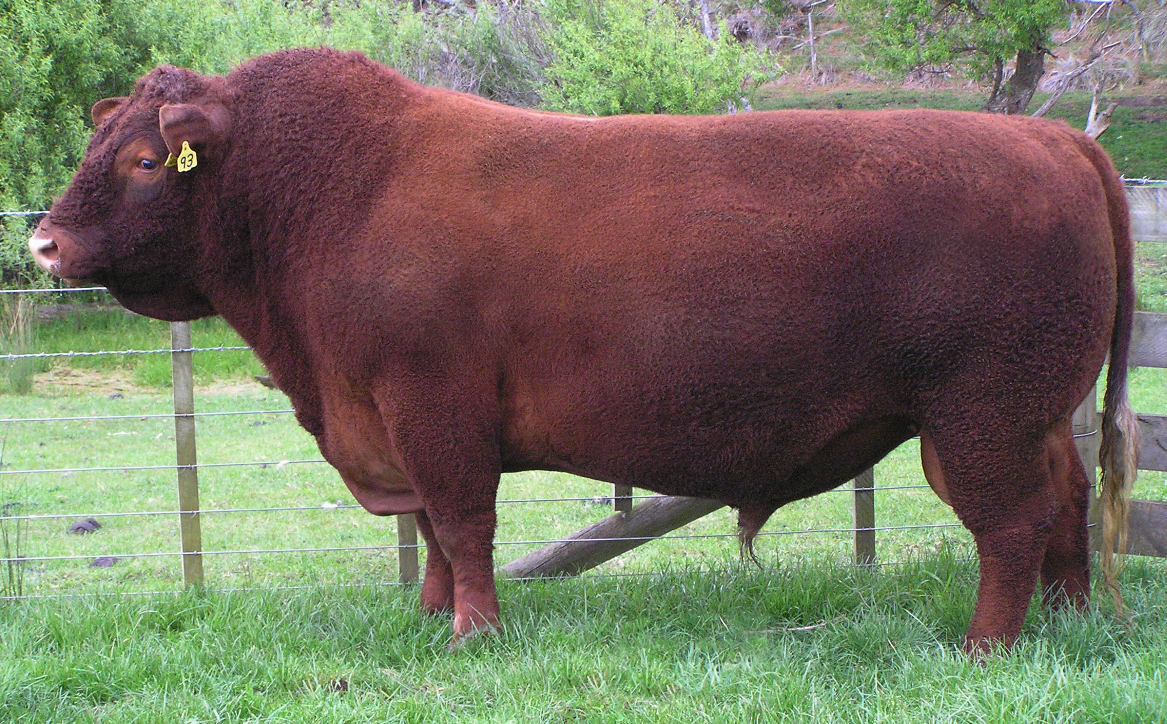 As well as a deep body and straight back, a bull should have strong, wide shoulders and a prominent crest.