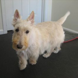 westie.jpeg