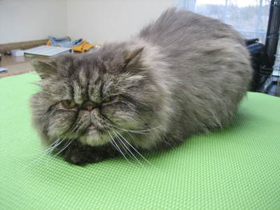 Persian, Olivia (growing out from Lion Clip).jpg