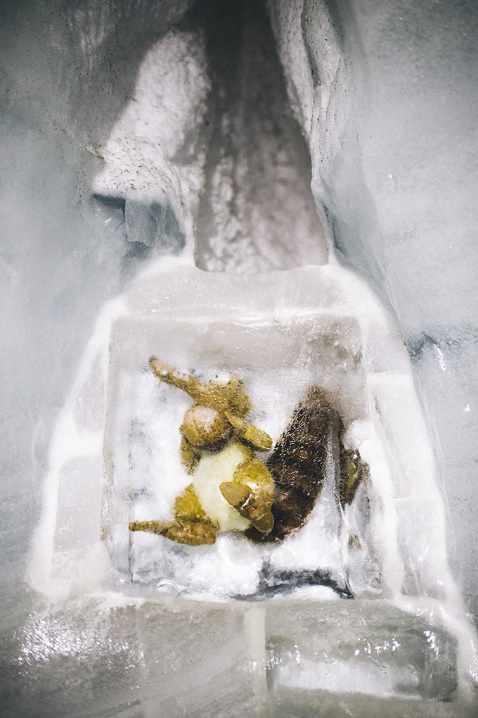 Scrat-from-ice-age.jpg