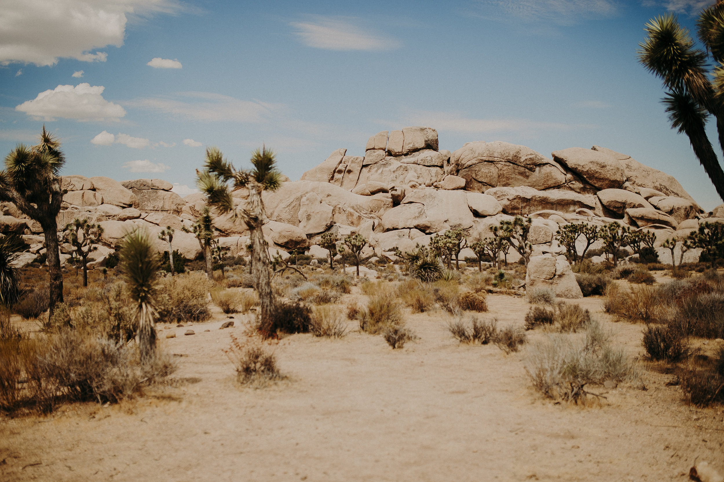 Joshua-Tree-National-Park-12.jpg