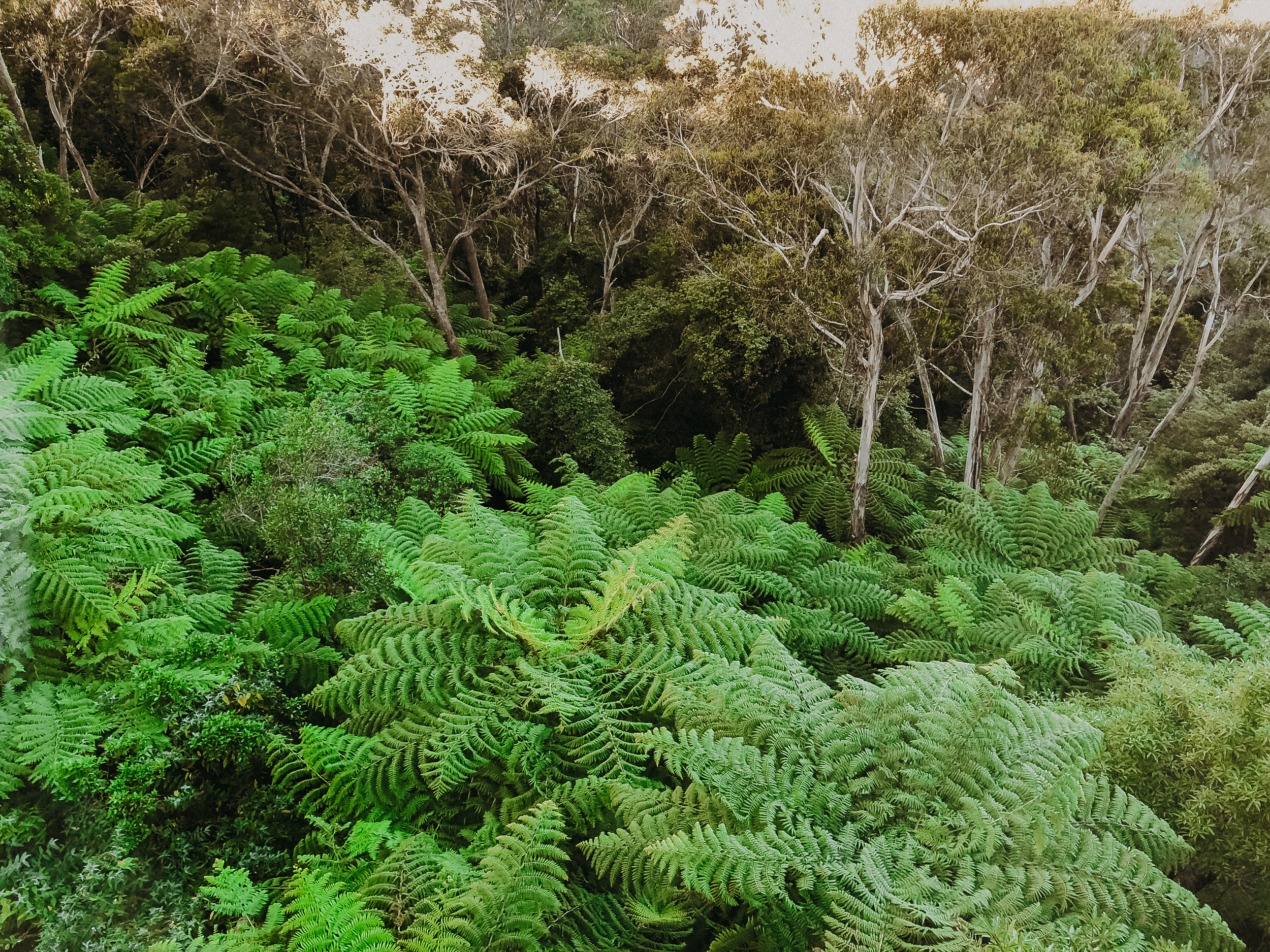 scenic-world-national-park-sydney-australia-blue-mountains-19.jpg