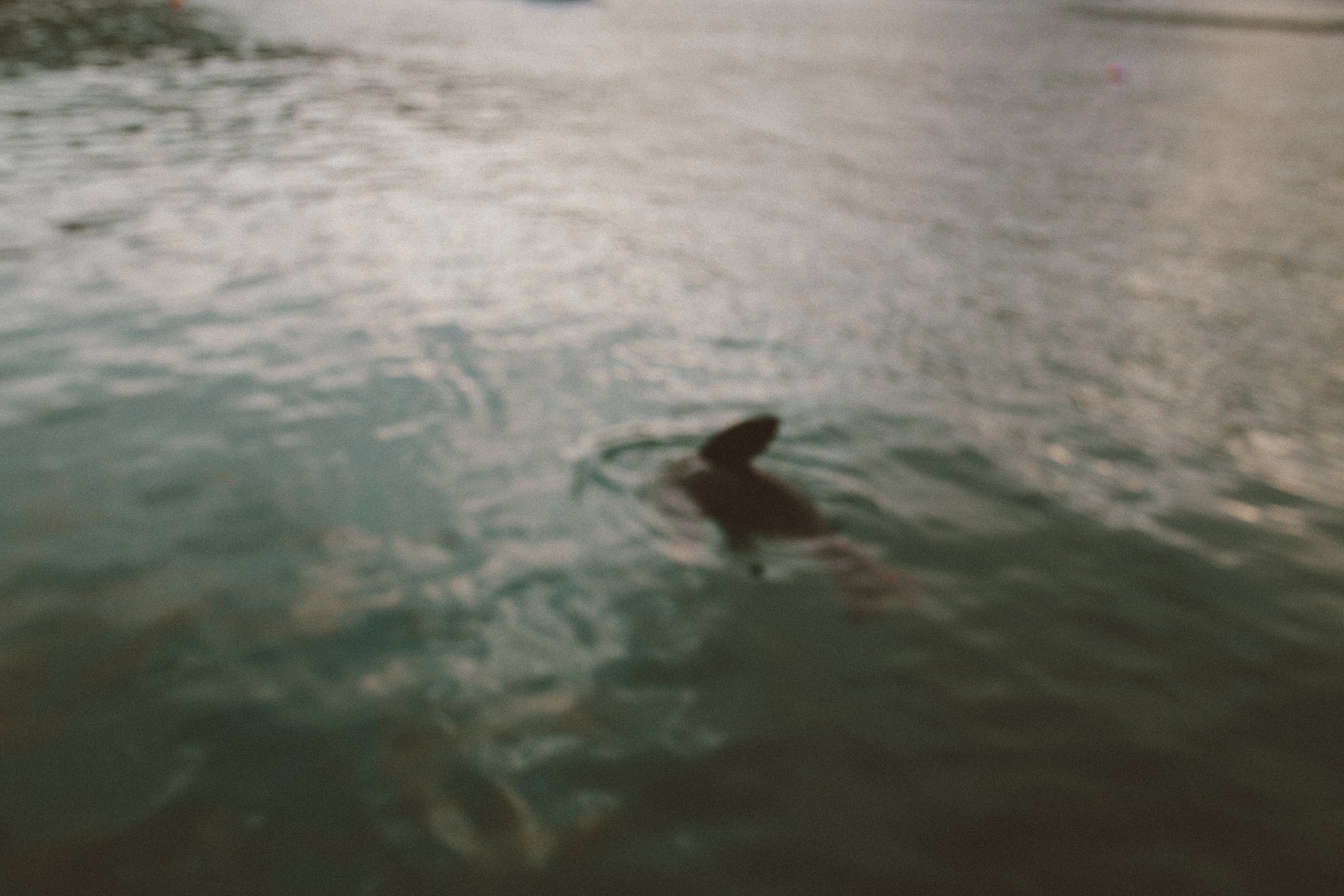  We spotted a seal at the Tasman Blowhole, but I forgot my camera was on manual focus… So this is the best photo I was able to capture. 