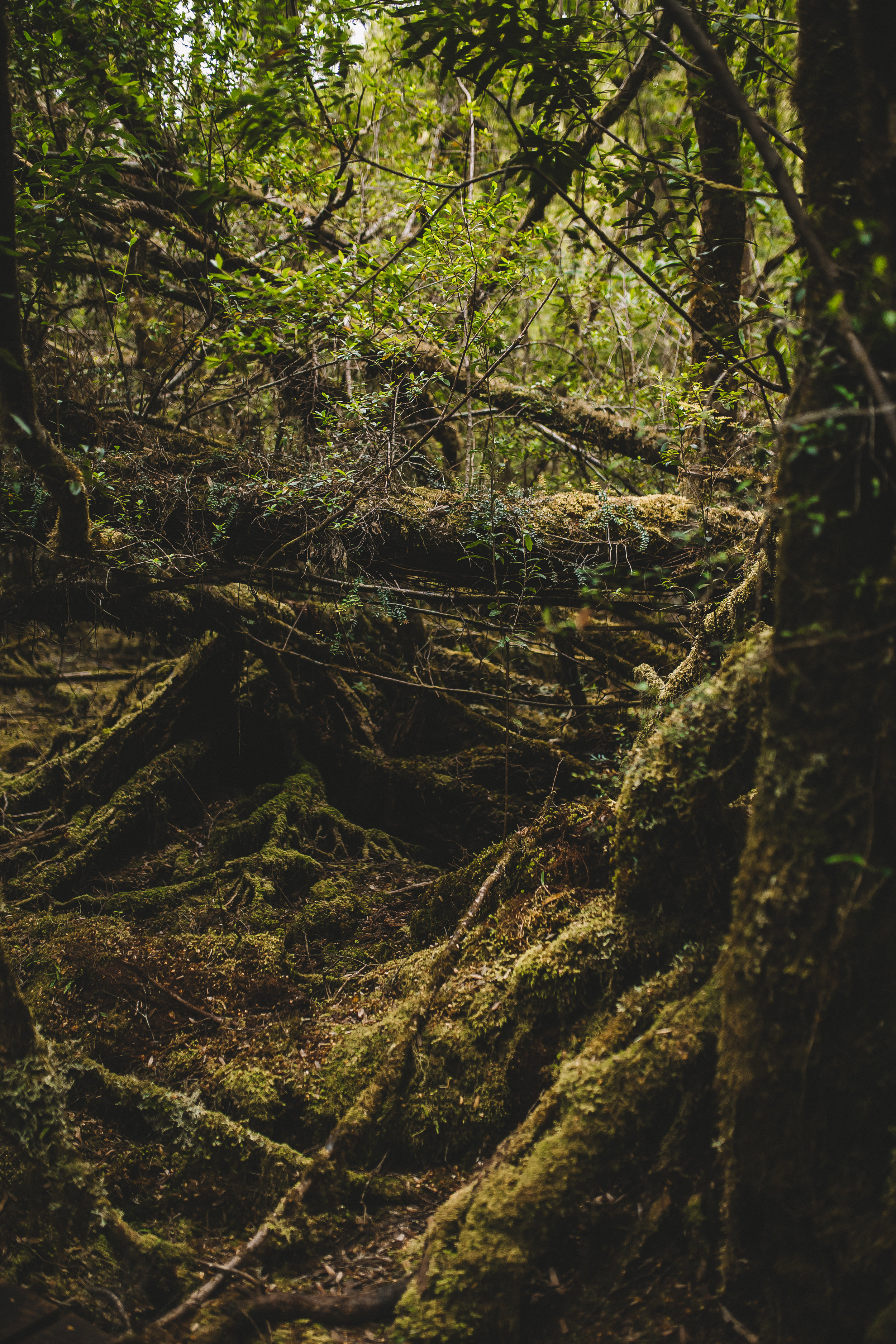 The Needles Hike in Southwest National Park Tasmania-16.jpg