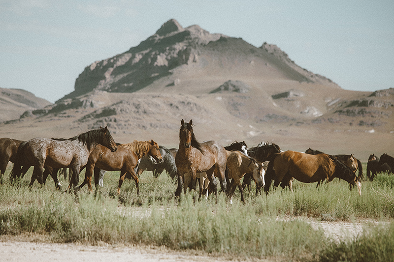 utahs-wild-horses-2-low-res.jpg?format=1000w