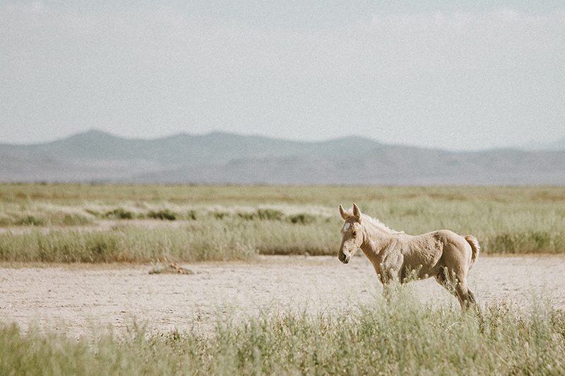 utah's wild horses mustangs-3-low-res.jpg